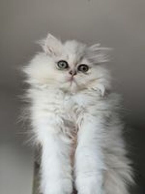  British longhair femelle  