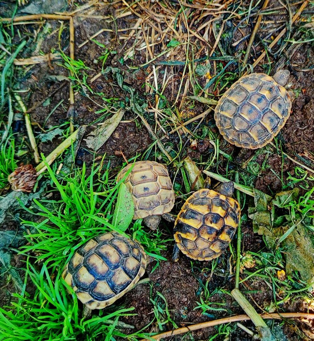   carapace 