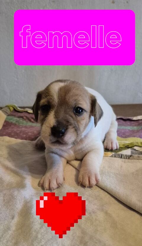 A r&eacute;serv&eacute; 5 chiots  type  Jack russell 780 72440 Bouloire