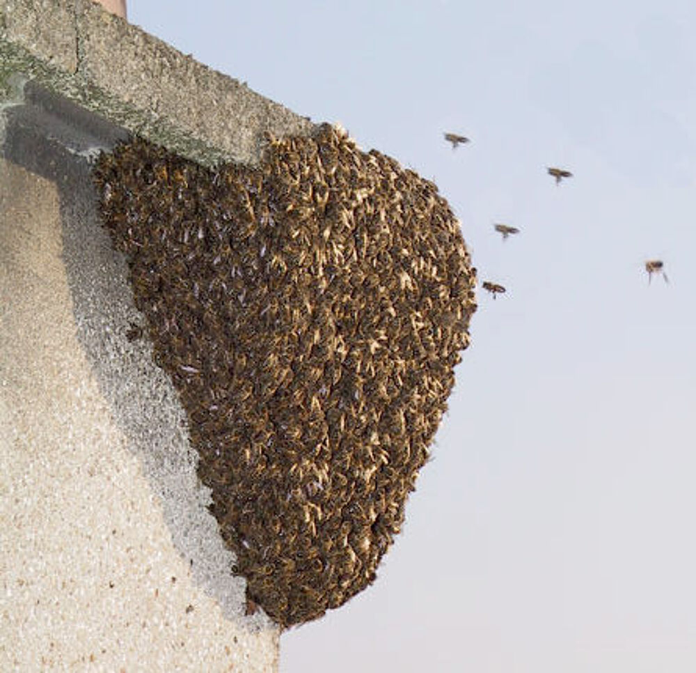   Enlve essaim d'abeille contre rcompense. 