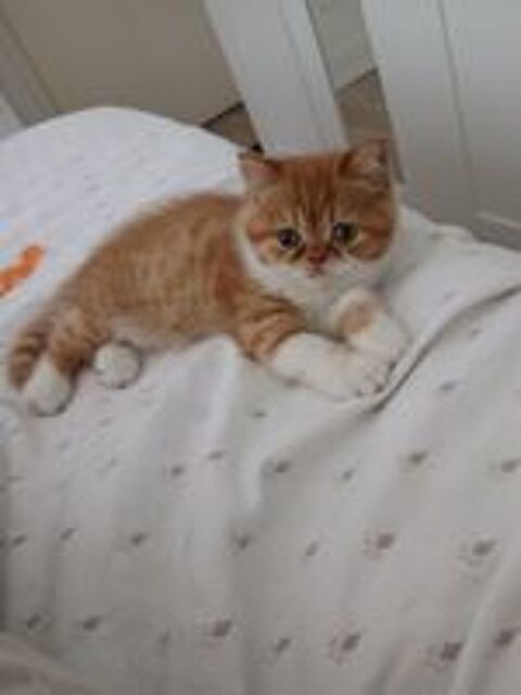   Chat persan exotic loof 