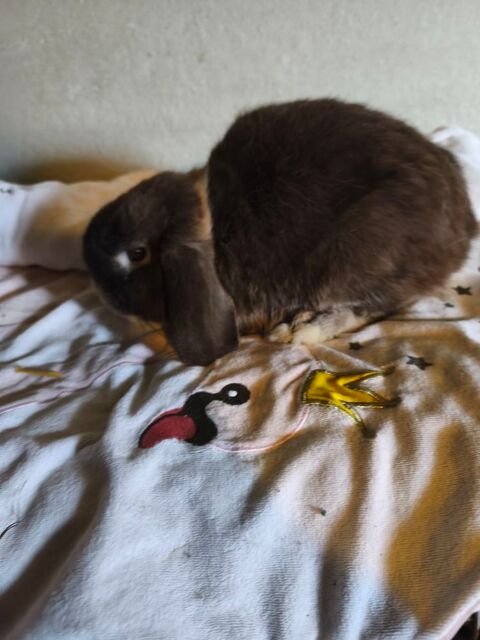 Lapin minilop 
40 62221 Noyelles-sous-lens