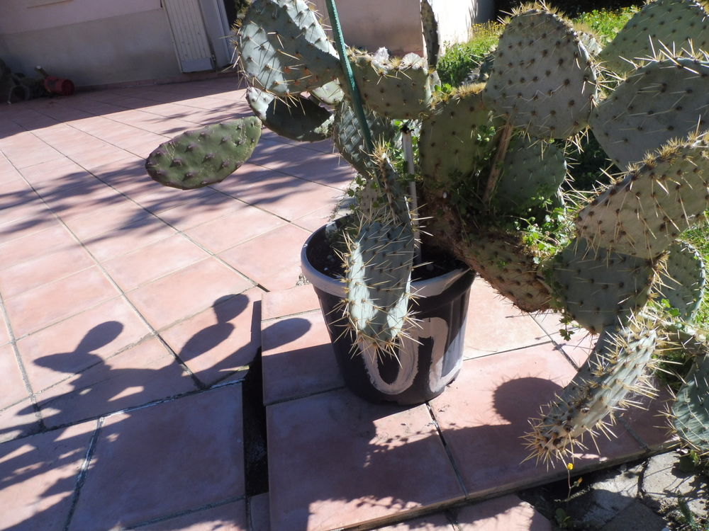  10 CACTUS au choix croissance rapide fleurs et fruits Jardin