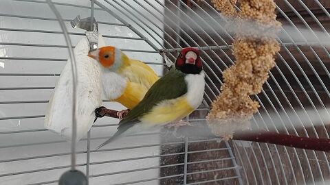 Diamant de gould 60 86170 Neuville-de-poitou