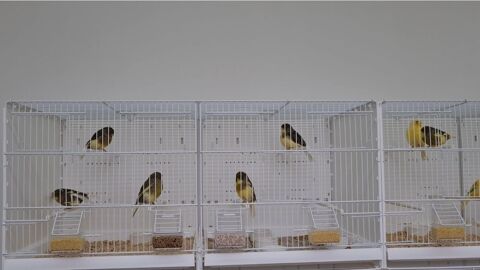 Cages d'&eacute;levage + millet en grappe 850 45230 La bussière
