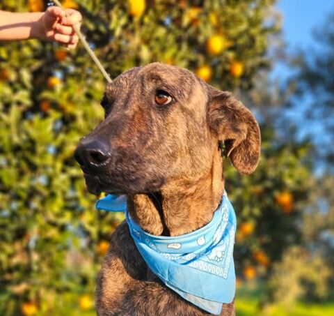 ANUBIS 300 95610 ragny