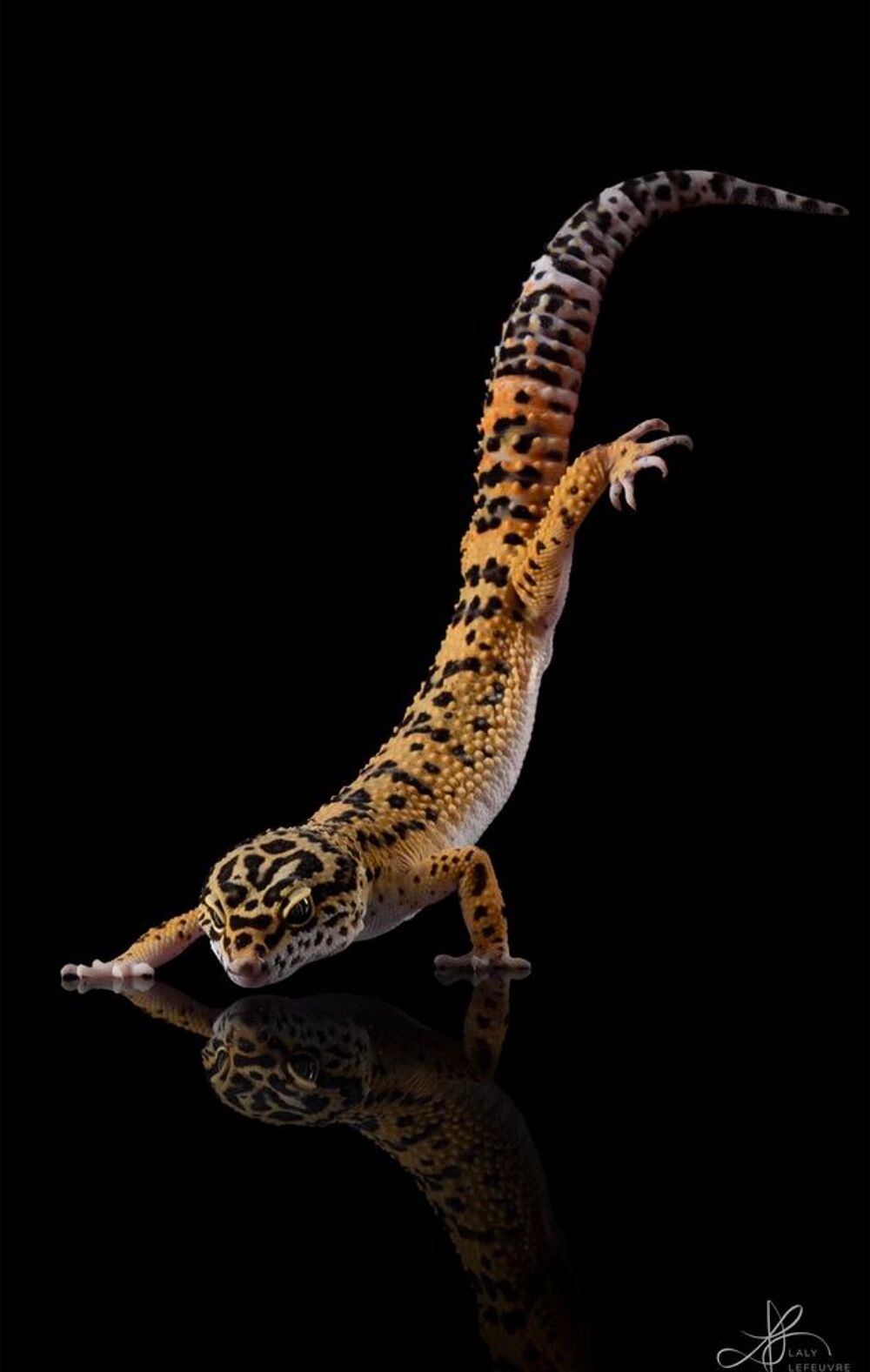   Gecko léopard  