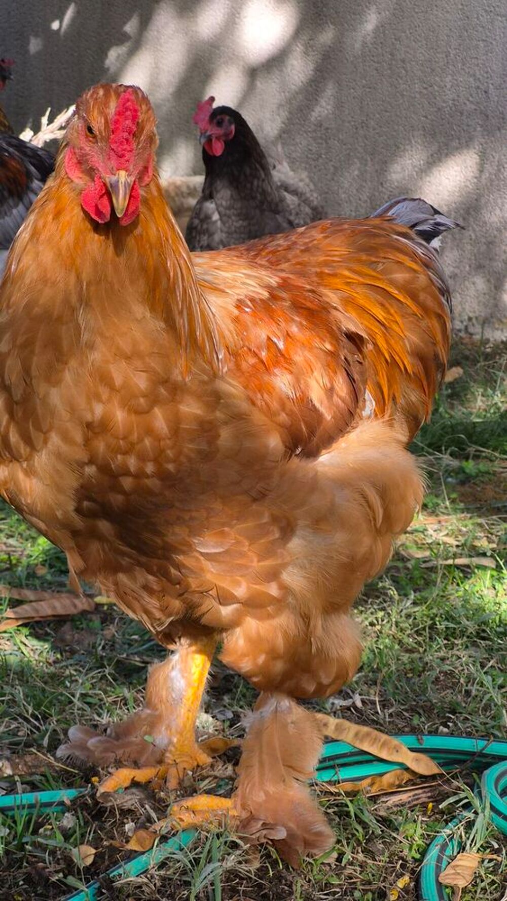   Jolis et grands coqs type Brahma 