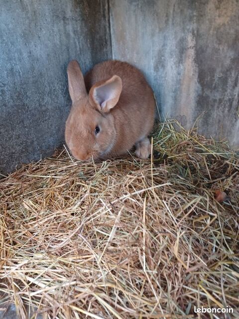 jeune lapin fauve de bourgogne  10 71600 Paray-le-monial