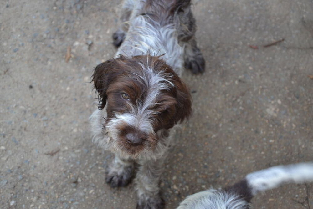   chiots Griffon Korthals 