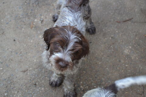 chiots Griffon Korthals 700 85670 Falleron