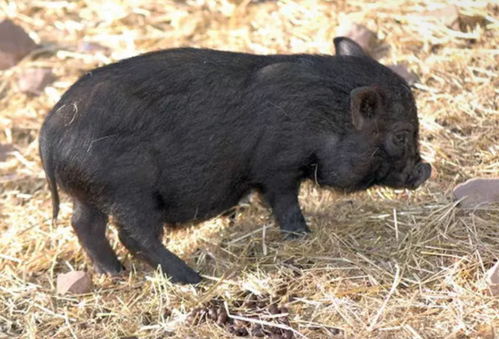  Cochon nain  