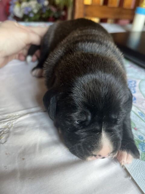 DON 8 CHIOTS 0 78711 Mantes-la-ville