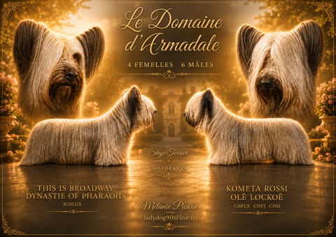 Skye Terrier LOF- port&eacute;e exceptionelle 1200 90160 Pérouse