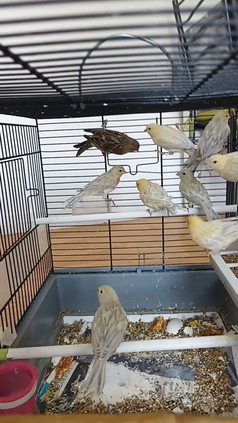 Oiseaux  canaris 20 86100 Châtellerault