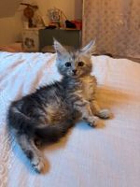   Chatons Maine coon  