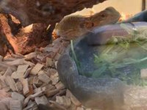   Dragon barbu
Lezard 