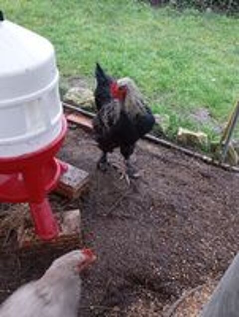   Coq brahma 
