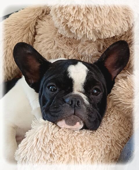 Adorable chiot femelle type bouledogue français 1090 49500 Segr