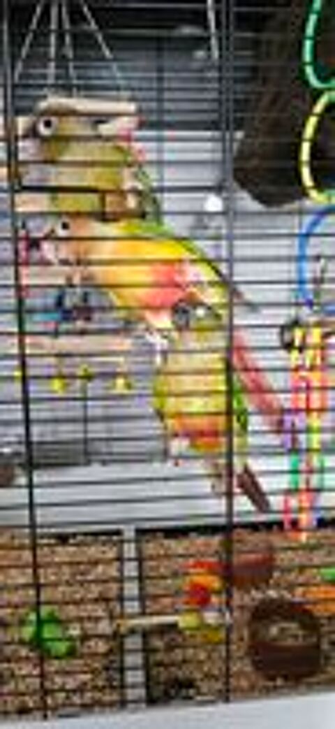   Conure Molinae 