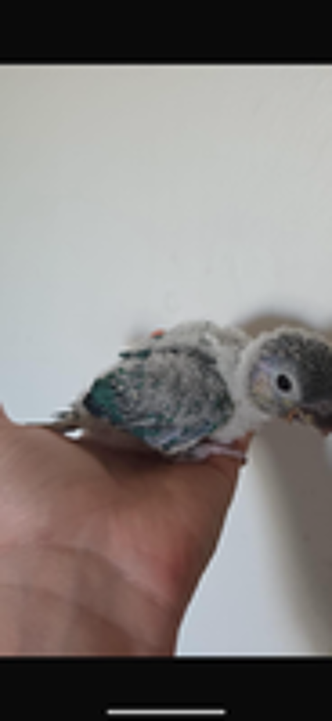   Bébé conure  