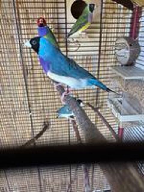   Diamant de gould 