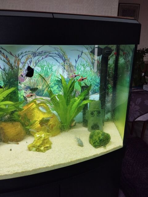 Poissons Molly noir , noir/dor&eacute;, noir/argent 0 85670 Palluau