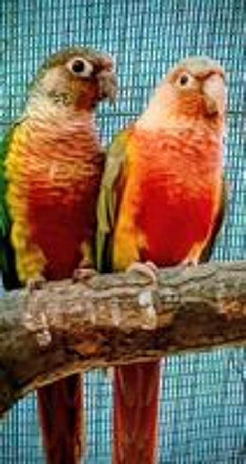   Molinaes de couleur exceptionnelle  