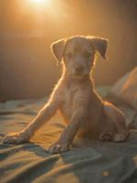   Noisette, la petite timide 