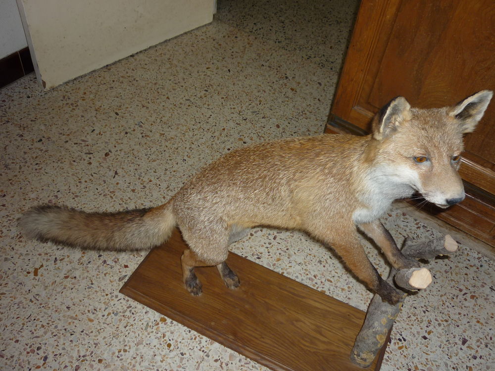 RENARD NATURALISE Décoration
