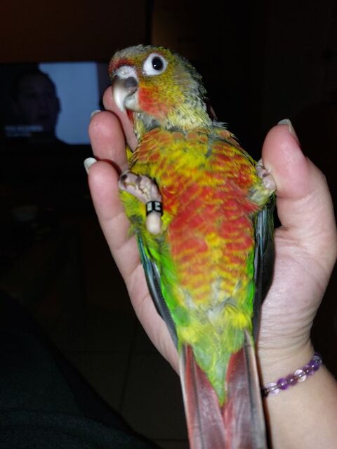 Conure pyrrhura molinae élevée à  la main 300 86500 Montmorillon