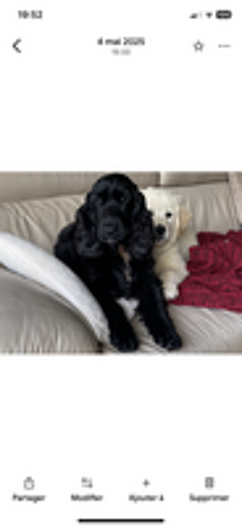   Cherche Cocker Anglais mâle pour saillie 