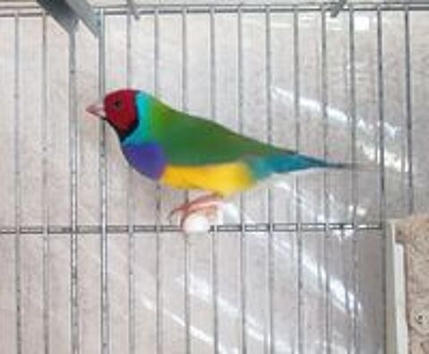   Diamant de Gould 