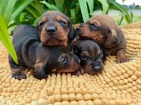   chiot teckel nain poils ras 