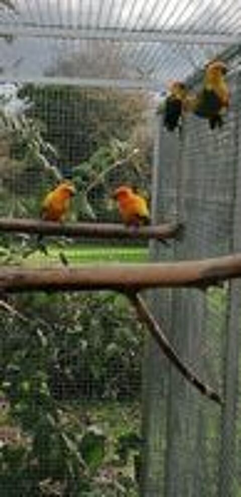  conures soleil et caiques 