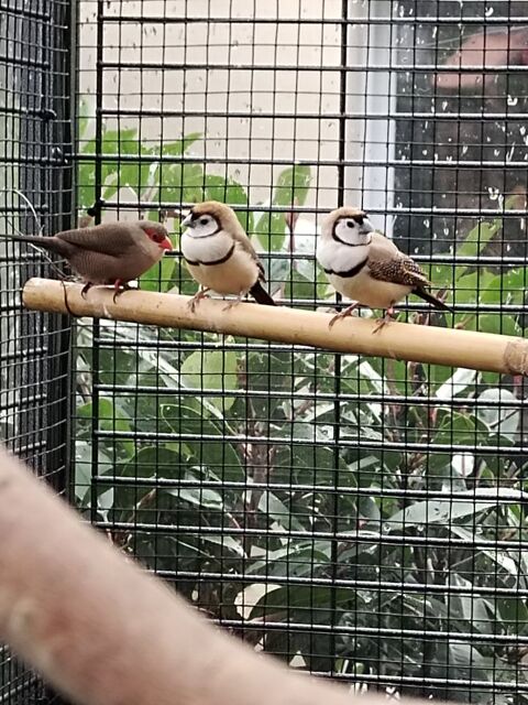 Diamant bichenov / Astrild ondulé 25 60140 Labruyre