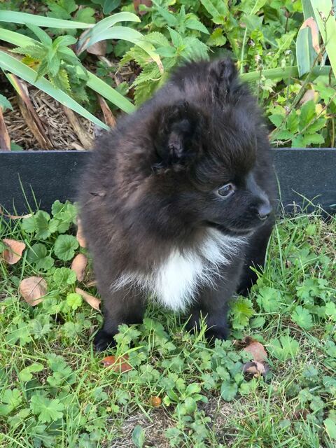 Spitz 800 80170 Folies
