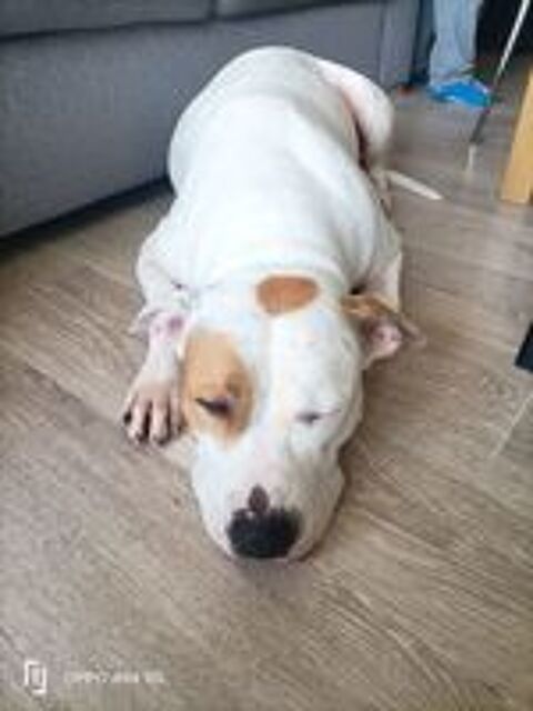   NIBBY, 4 ans  cherche  un  bon foyer.  