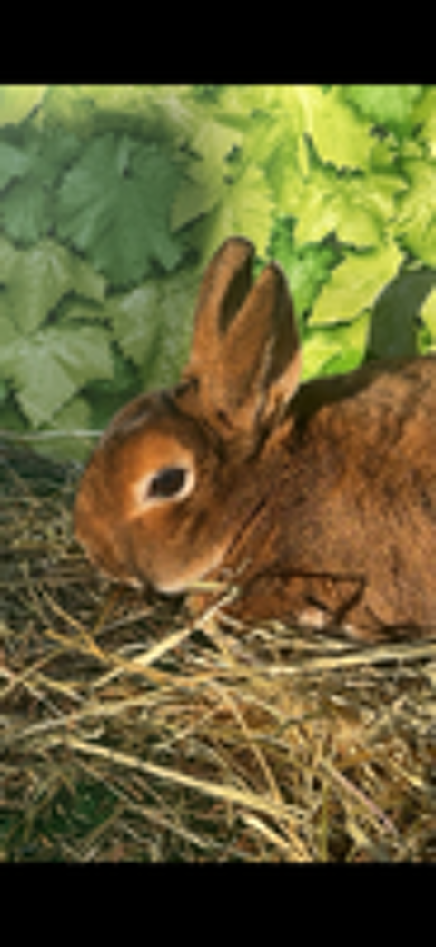   Lapin(e)s rex nain 