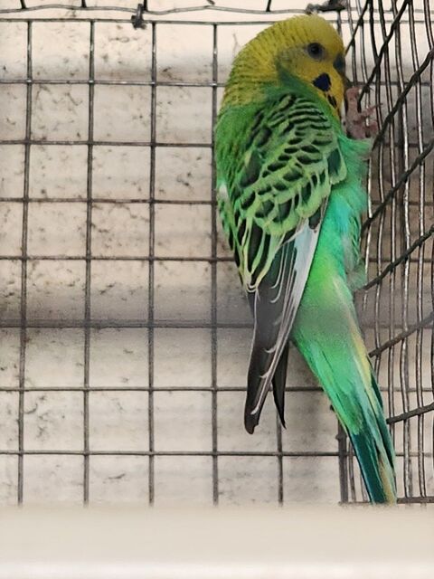 Perruche 10 77410 Claye-souilly