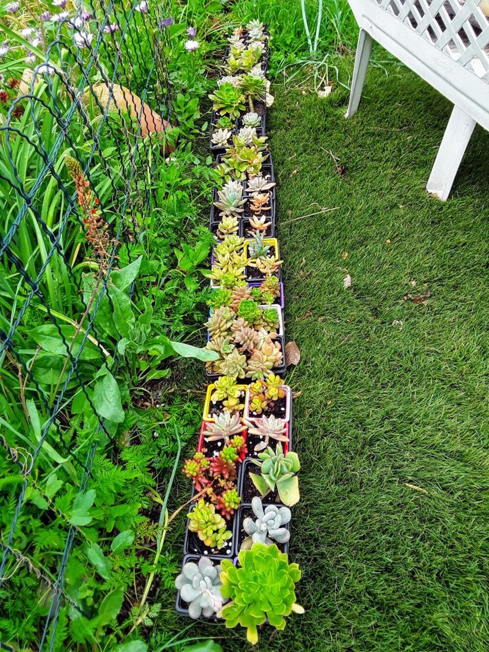 petites plantes grasses et cactus , sur place . Jardin