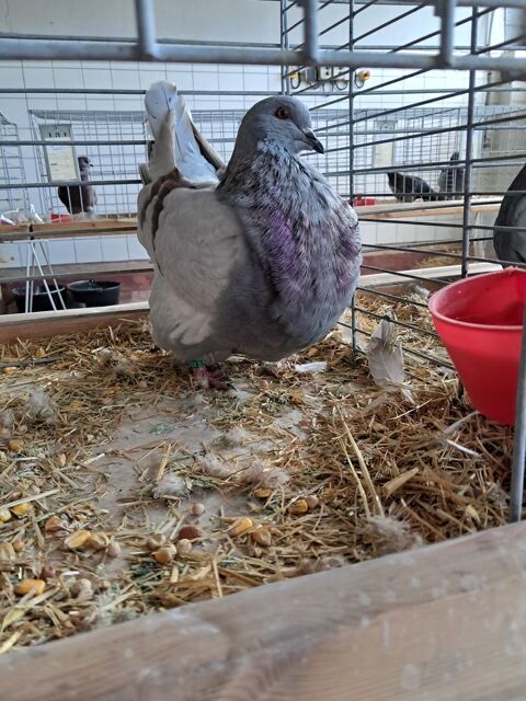 PIGEONS  Mondain  40 56340 Carnac