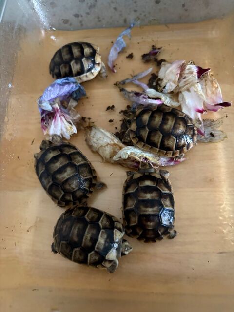 petites tortues n&eacute;es dans mon jardin 25 84120 Pertuis