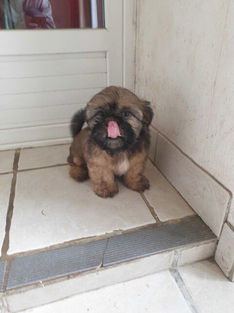 SPLENDIDES SHIH TZU M&Acirc;LES DORE  ET  NOIR ET BLANC.. 600 86400 Civray