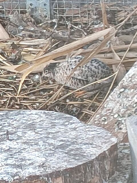 Recherche caille de chine m&acirc;le 0 49600 Le fief-sauvin