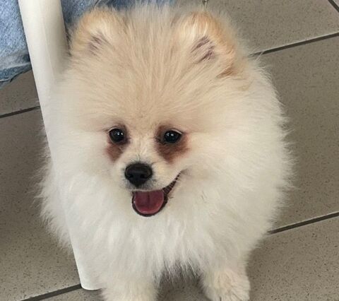 Adorable spitz nain 1200 26130 Saint-paul-trois-ch�teaux