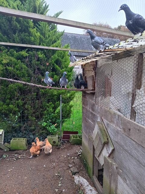 Pigeons  voyageurs 5 22250 Trmeur