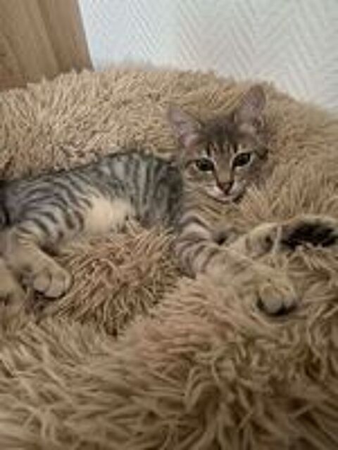   ROMEO adorable chaton 4 mois cherche famille 