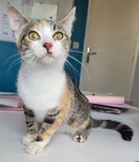   BELETTE, chatte tricolore, 1 an 