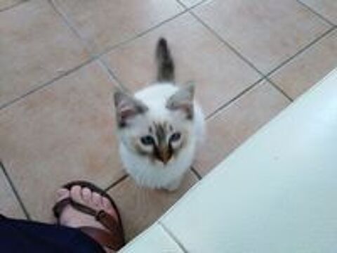   CHATON SACRE DE BIRMANIE LOOF 